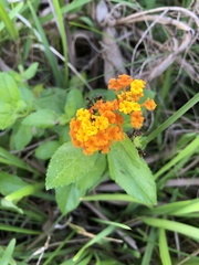 Lantana × strigocamara
