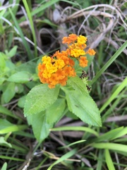 Lantana × strigocamara