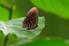 Paralaxita damajanti