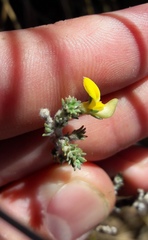 Aspalathus cymbiformis