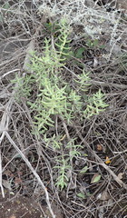 Crassula mollis