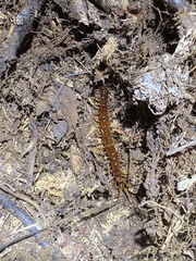 Scolopocryptopidae