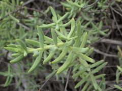 Crassula mollis