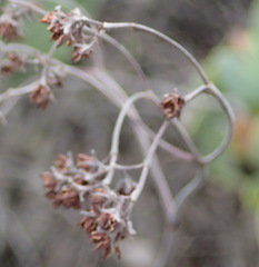Crassula mollis