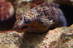 Enchelycore pardalis