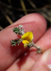 Aspalathus cymbiformis