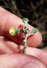 Aspalathus cymbiformis
