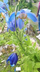 Meconopsis