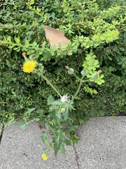 Sonchus oleraceus