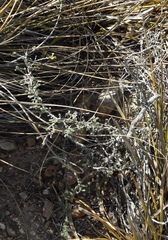 Aspalathus cymbiformis