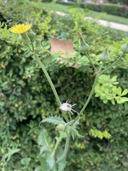 Sonchus oleraceus