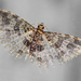 Pterotopteryx spilodesma - Photo (c) Dr Namgyal T Sherpa,  זכויות יוצרים חלקיות (CC BY-NC), הועלה על ידי Dr Namgyal T Sherpa