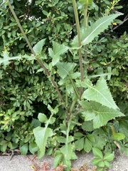Sonchus oleraceus