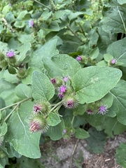 Arctium