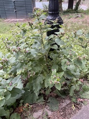 Arctium