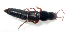 Platyprosopinae