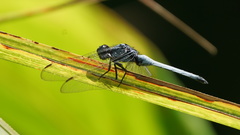 Orthetrum luzonicum