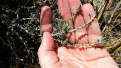Aspalathus cymbiformis