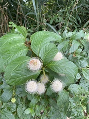 Cephalanthus occidentalis