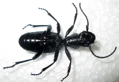 Anthia cephalotes