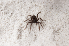 Pardosa groenlandica