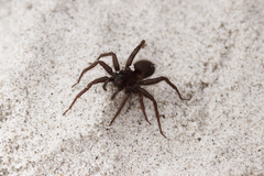 Pardosa groenlandica