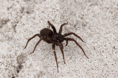 Pardosa groenlandica