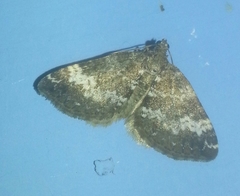 Perizoma alchemillata