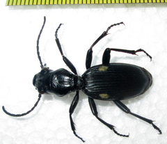 Anthia cephalotes