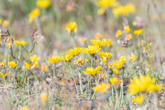 Crepis crocea