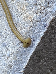 Diversibipalium multilineatum