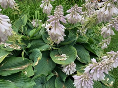 Hosta