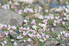 Trifolium eximium