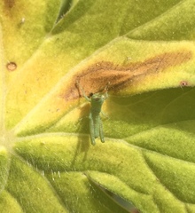 Anacridium aegyptium