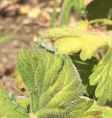 Anacridium aegyptium