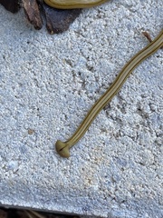 Diversibipalium multilineatum