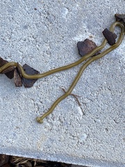 Diversibipalium multilineatum