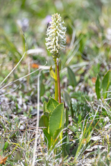 Lagotis integrifolia