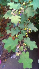 Solanum violaceum