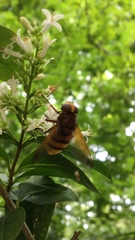 Volucella zonaria