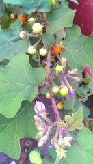 Solanum violaceum
