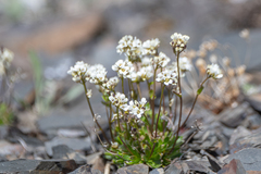 Draba fladnizensis