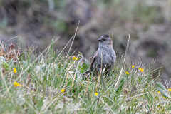 Leucosticte brandti
