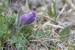 Pulsatilla ambigua