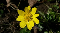 Ficaria verna