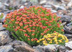 Rhodiola quadrifida