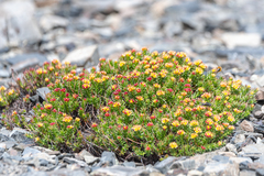 Rhodiola quadrifida