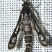 Pyropteron affinis - Photo (c) faluke,  זכויות יוצרים חלקיות (CC BY-NC), הועלה על ידי faluke