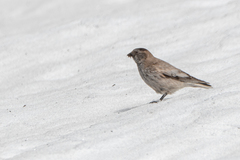 Leucosticte brandti