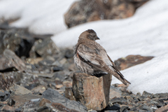Leucosticte brandti